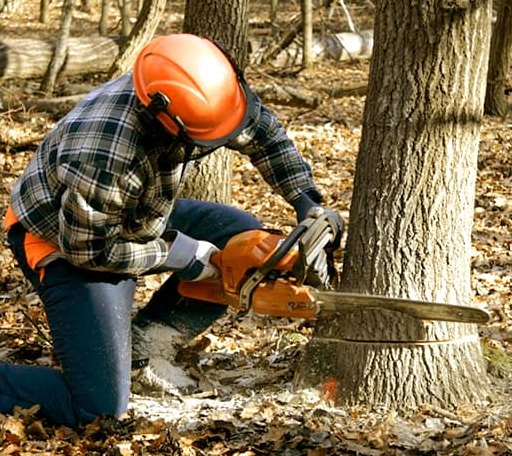 Tree Removal in Newton Upper Falls, MA